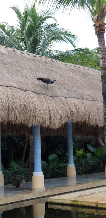 Gartenanlage Iberostar Waves Paraiso del Mar