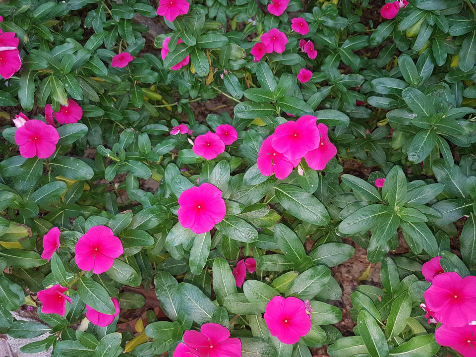 Gartenanlage VONRESORT Golden Beach