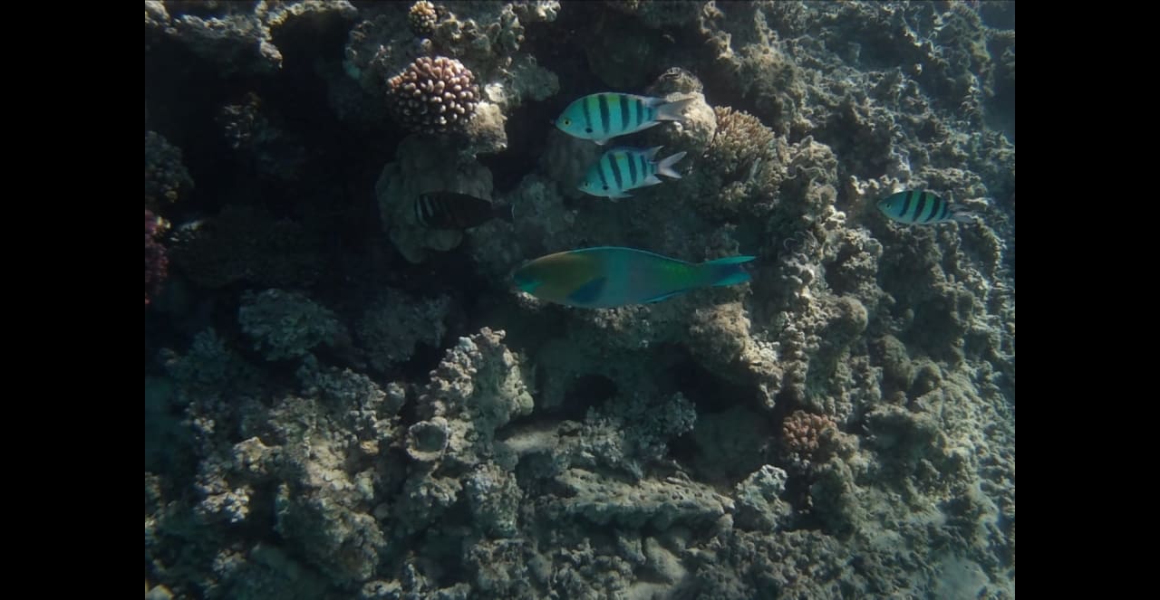 Strand Premier Le Reve Hotel & Spa