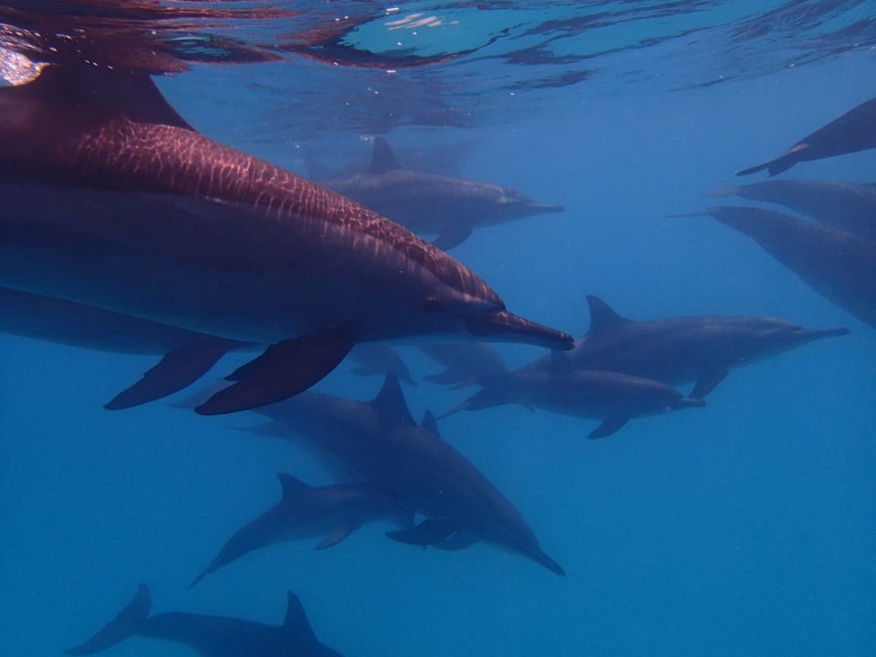 Sport & Freizeit Shams Alam Beach Resort