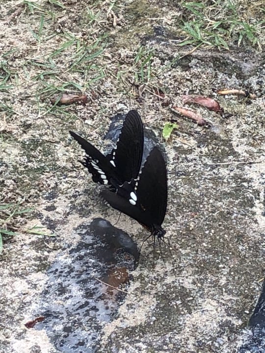 Sonstiges Cape Panwa Hotel