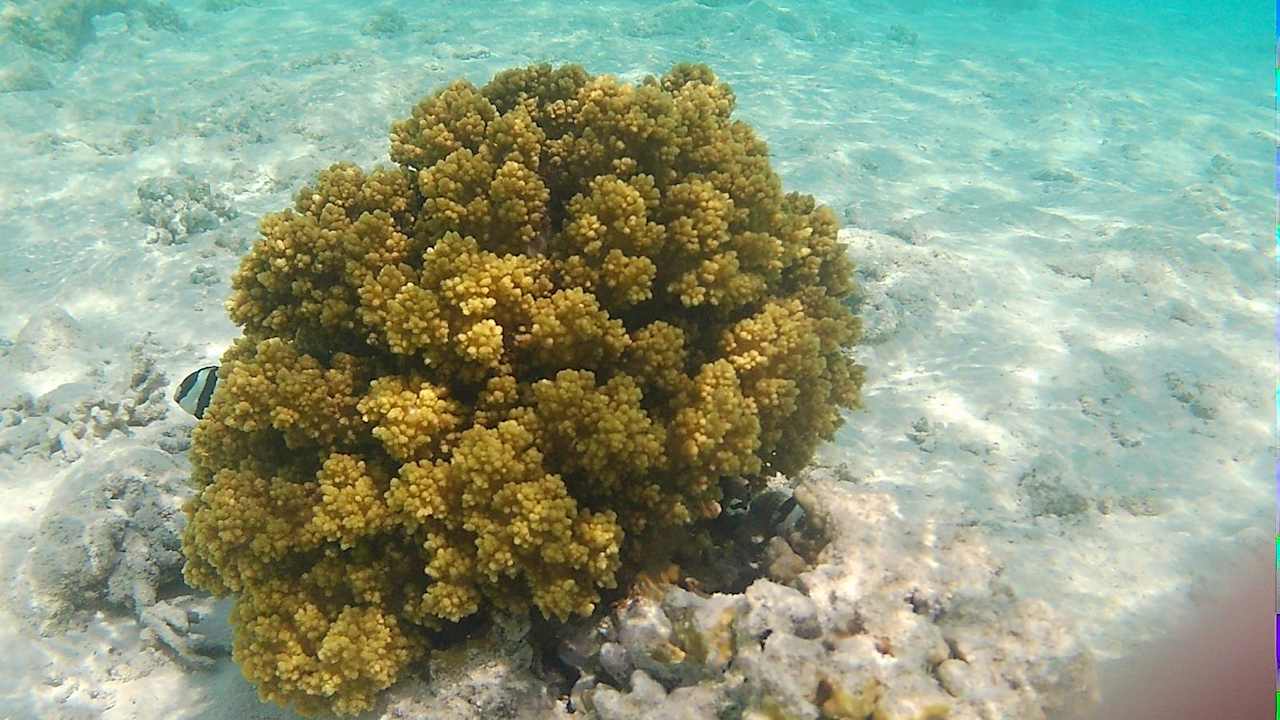 Strand JAZ Elite Asteria