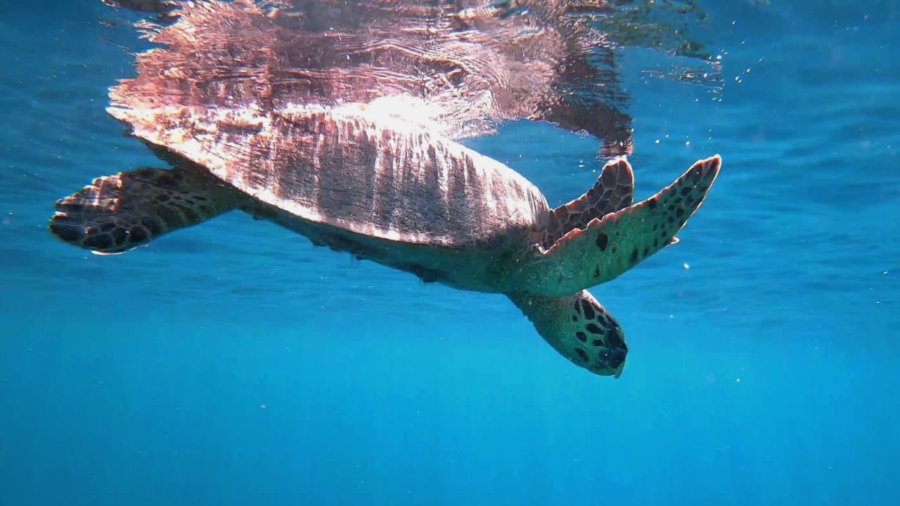 Sport & Freizeit Pickalbatros Palace Hotel-Port Ghalib