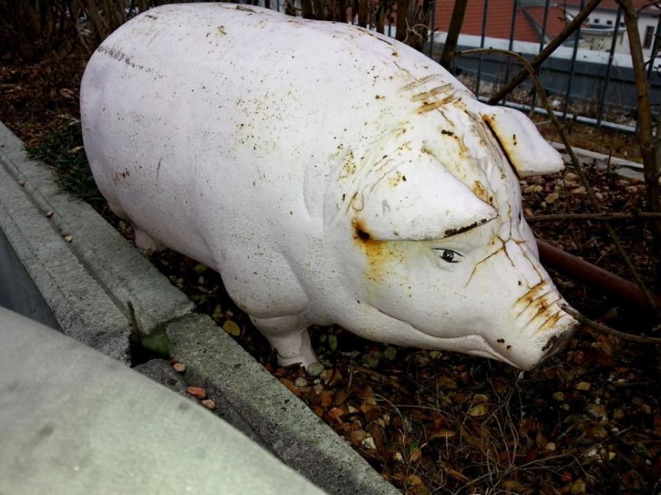 Terrasse Schwein gehabt Hotel AMANO