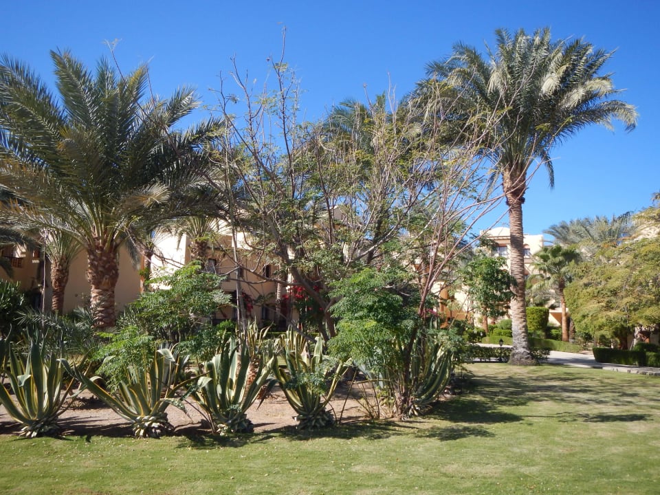 Garten Steigenberger Coraya Beach - Adults only