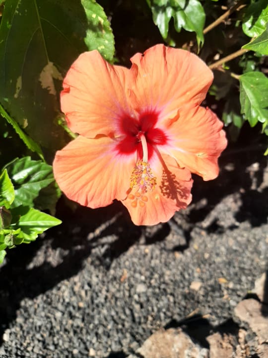 Gartenanlage Sol Fuerteventura Jandia - All Suites