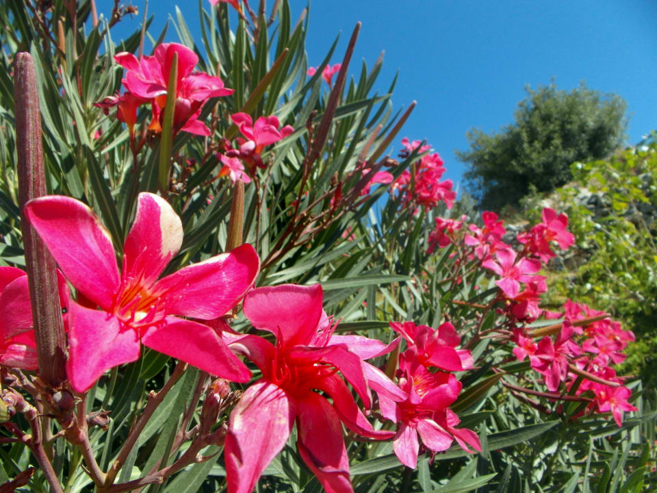 Gartenanlage Apollo Apartments Plakias