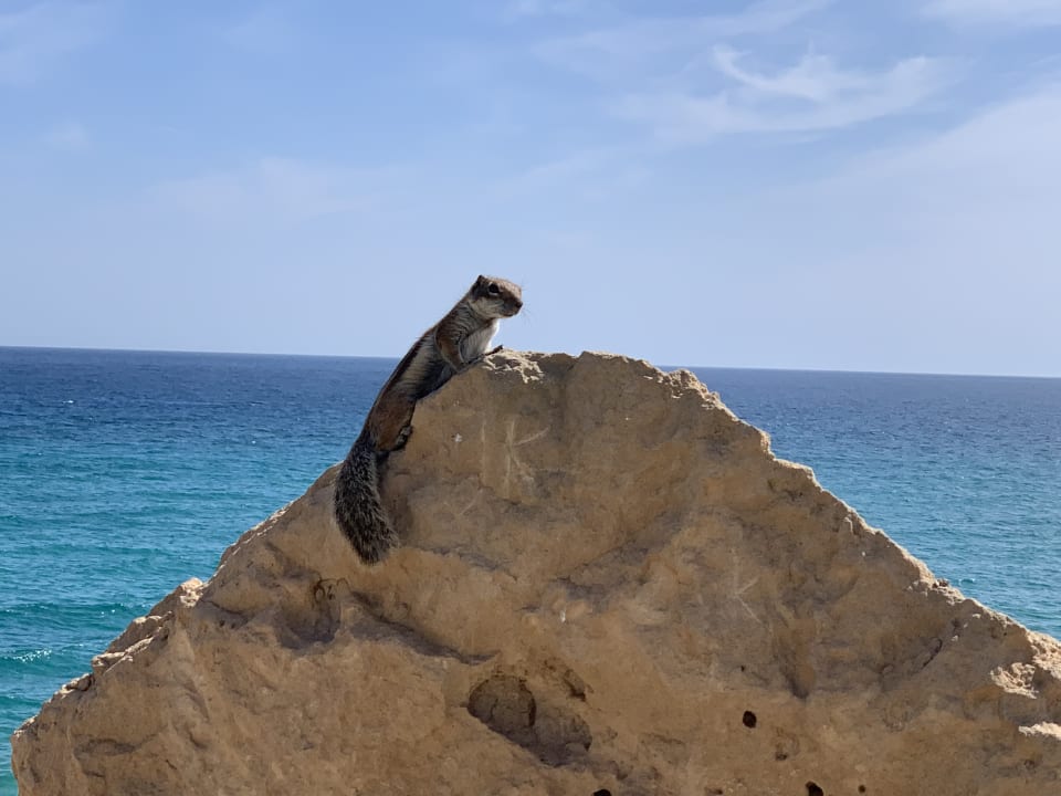 Sonstiges R2 Pajara Beach