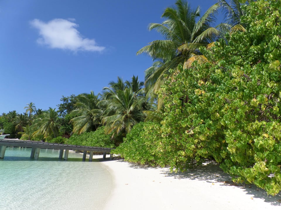 Beim Hausriff Kuramathi Maldives
