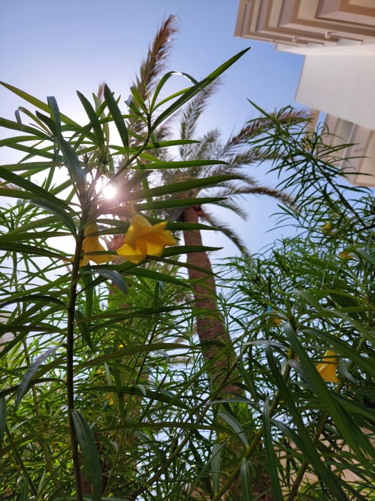 Gartenanlage Hipotels Bahia Grande