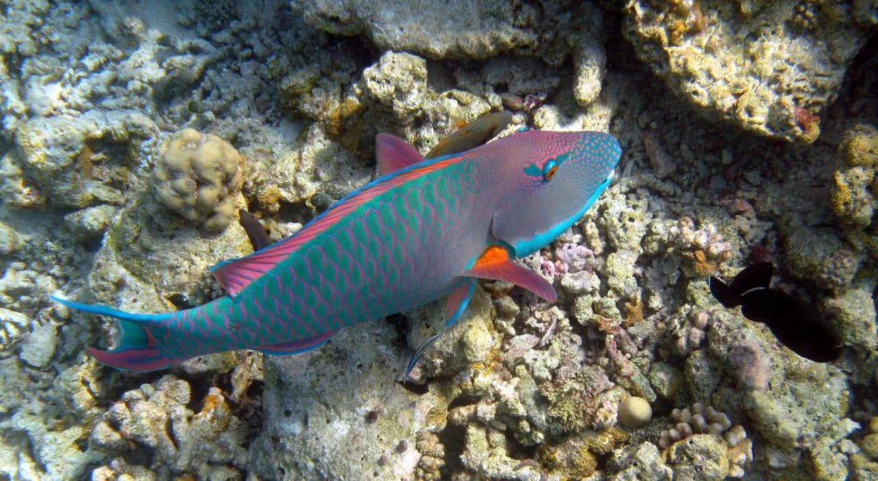 Fisch am Riff NH Collection Maldives Reethi Resort