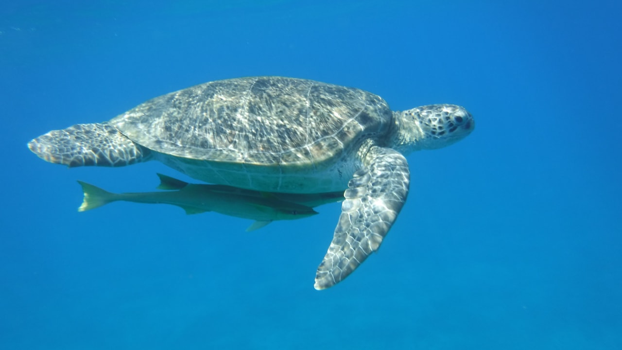 Sport & Freizeit Malikia Resort Abu Dabbab