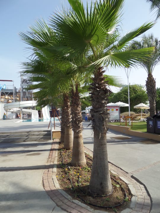 Sonstiges Asteria Family Belek