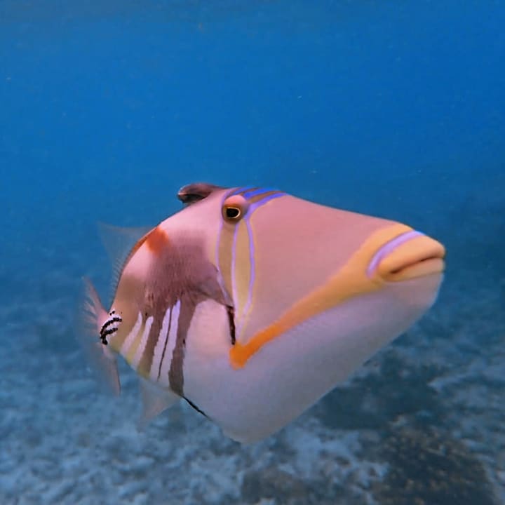 Sport & Freizeit Thulhagiri Island Resort