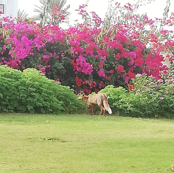 Gartenanlage Hotel Gorgonia Beach Resort