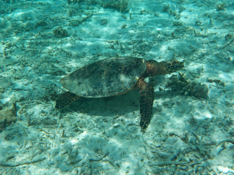 Sport & Freizeit Summer Island Maldives