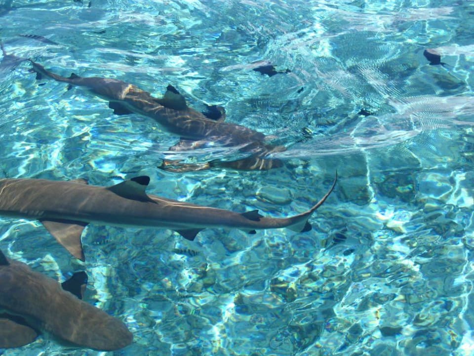 Riff -Haie weit weg in der Lagune Manava Beach Resort & Spa Moorea