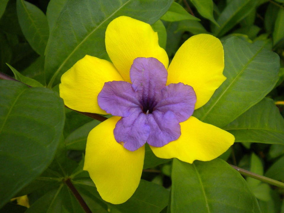 Traumhaft -Sucht auch diese Blume TRS Turquesa Hotel - Adults only