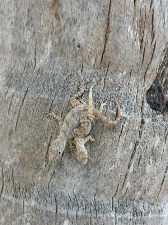 Sonstiges Grand Palladium Punta Cana Resort & Spa