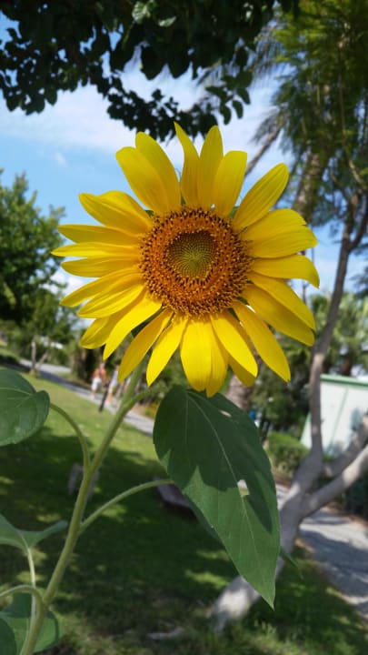 Gartenanlage Aydinbey Kings Palace & Spa