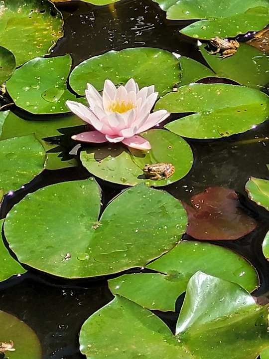 Gartenanlage Hotel Casa Velha do Palheiro