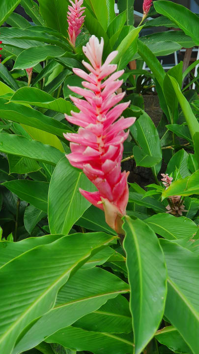 Gartenanlage Victoria Beachcomber Resort & Spa