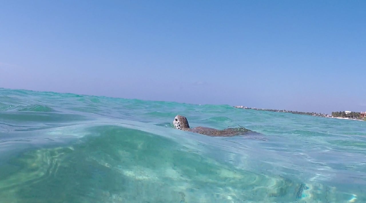 Strand Akumal Bay Beach & Wellness Resort