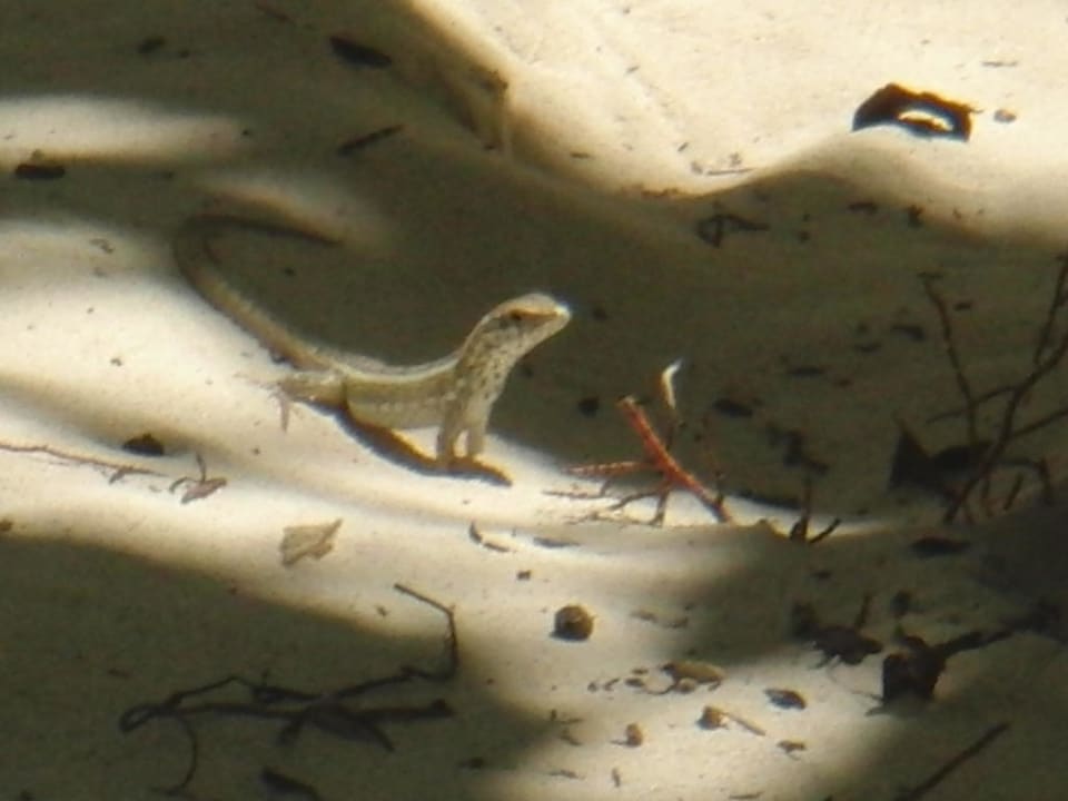 Geko Hotel Grand Palladium Palace Resort, Spa & Casino