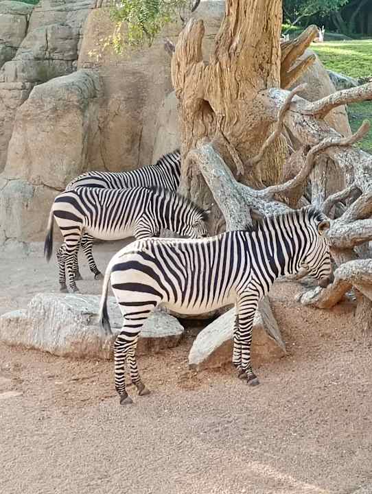 Sport & Freizeit NH Valencia Center