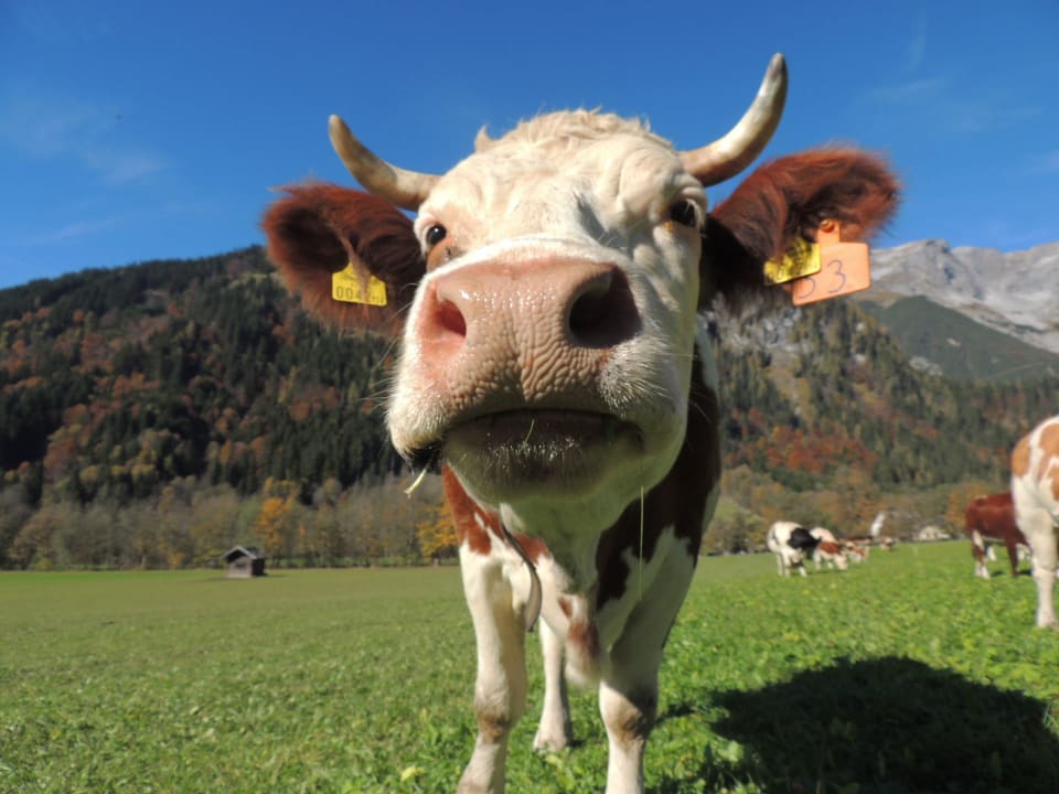 Kuh Anna steht gerne als Fotomodell zur Verfügung Apartments Oberlehengut Salzburger Land
