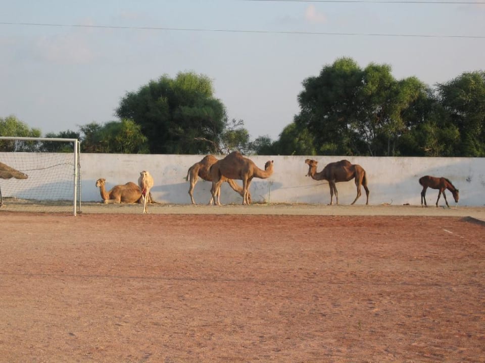 Kamele Hotel Club Acquaviva