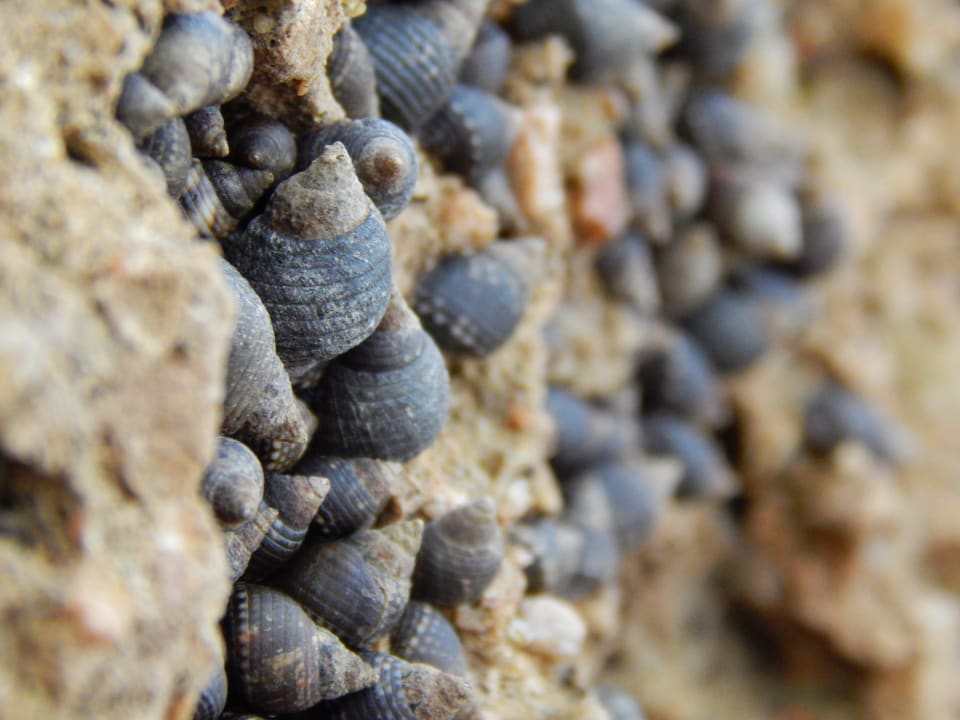 Strand Pickalbatros Citadel Resort