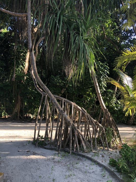 Gartenanlage Adaaran Select Meedhupparu Island Resort - Premium All Inclusive