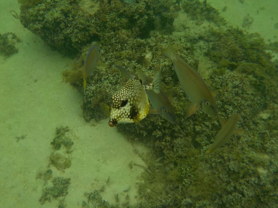 Fische am Hotel-Strand Villas Bavaro Resort & Spa