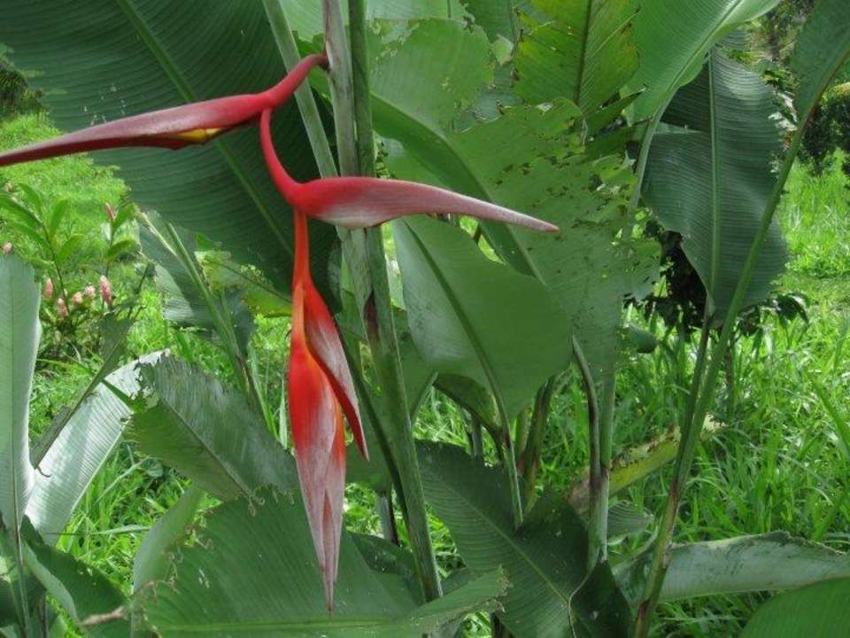 Parque de Heliconias Hotel Mirador Las Palmas