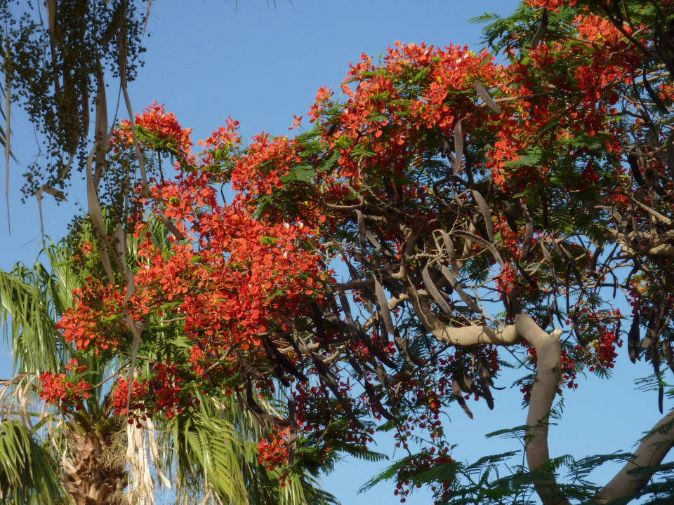 Alles blüht The Grand Hotel Hurghada