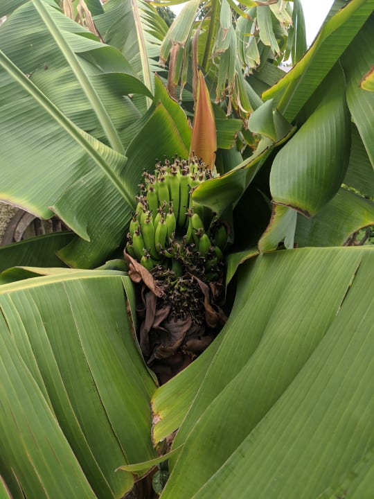 Gartenanlage HL Miraflor Suites Hotel