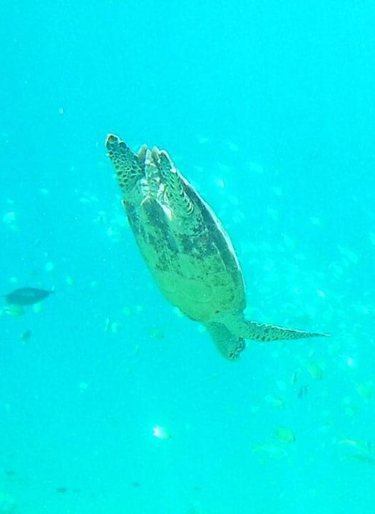 Sport & Freizeit Summer Island Maldives