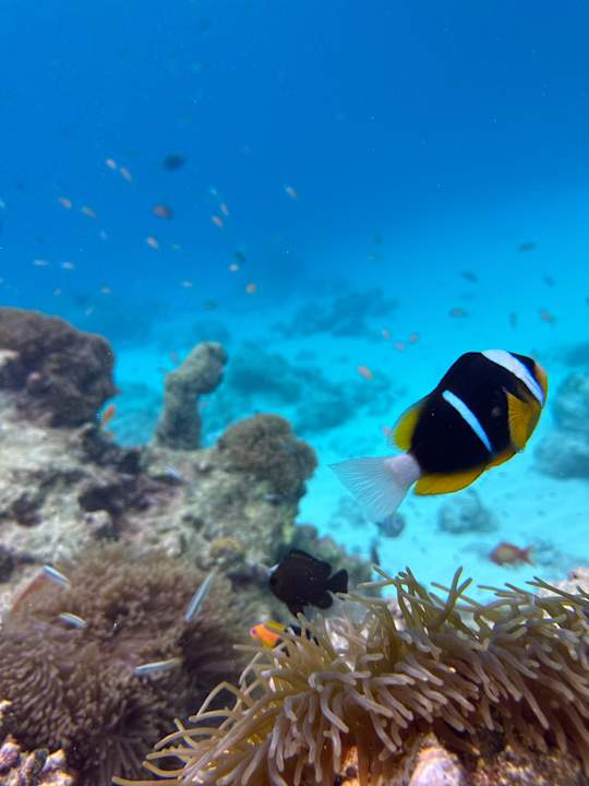 Sport & Freizeit Ocean Paradise Resort & Spa