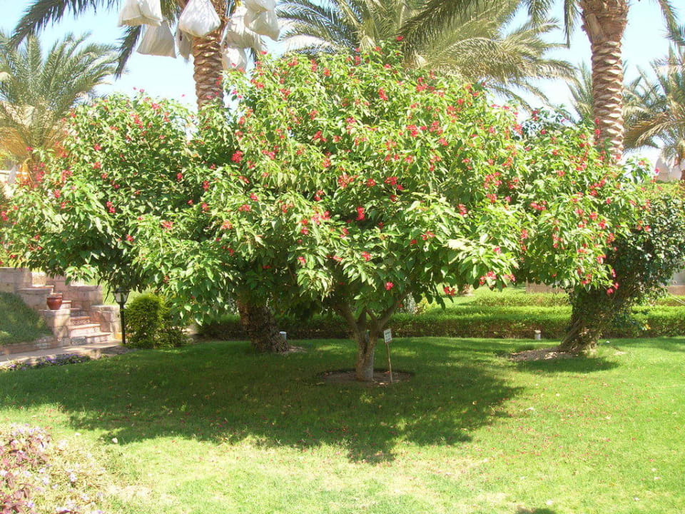 Schöner Garten Golden Beach Resort