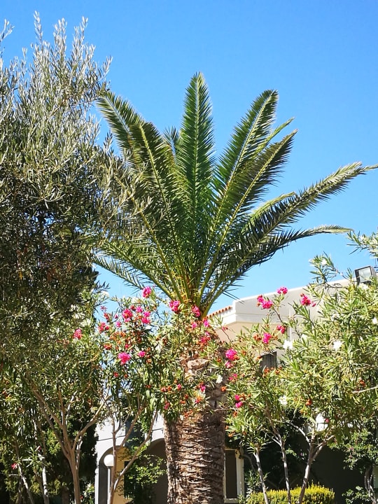 Gartenanlage Kipriotis Village Resort