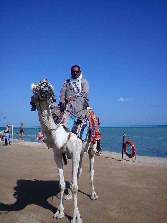 А вот и верблюд. Белый! Riviera Aqua Park Resort
