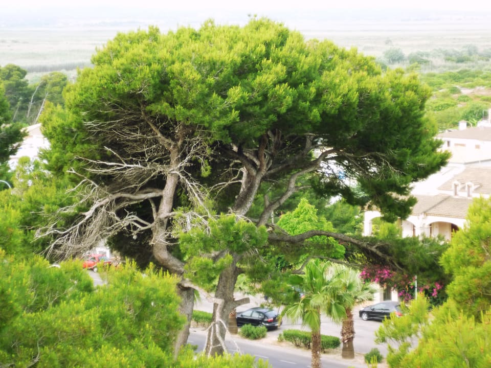 Ausblick nach vorne zur Strasse Playa Esperanza Resort