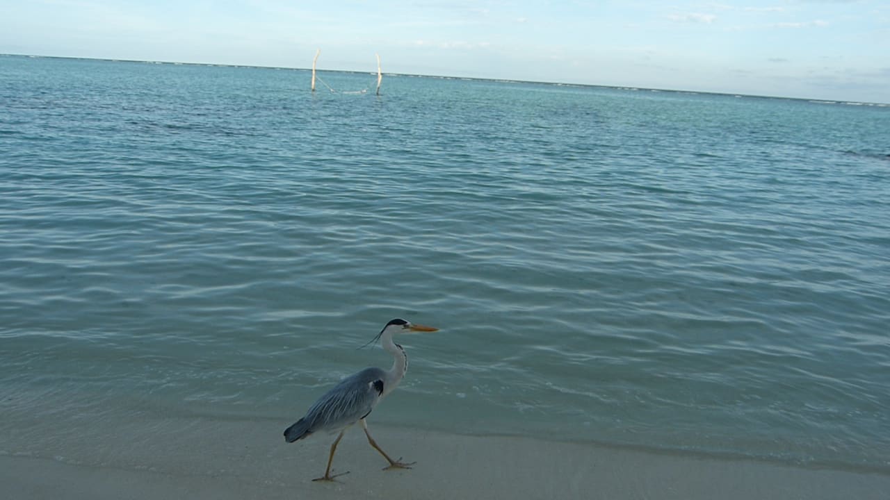 Strand Summer Island Maldives