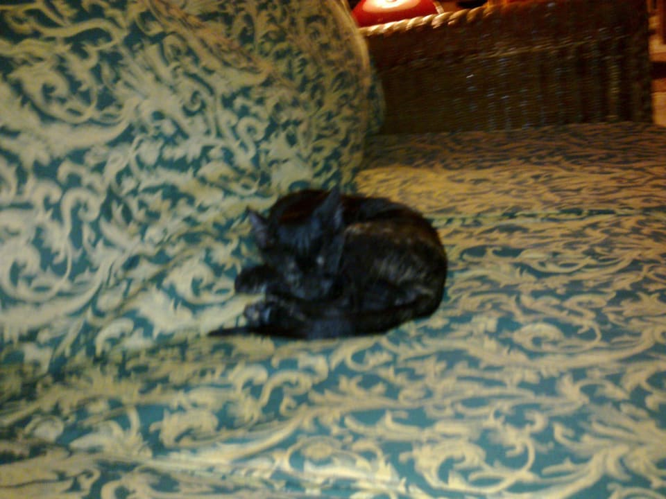 Katze beim Relaxen Arabia Azur Resort