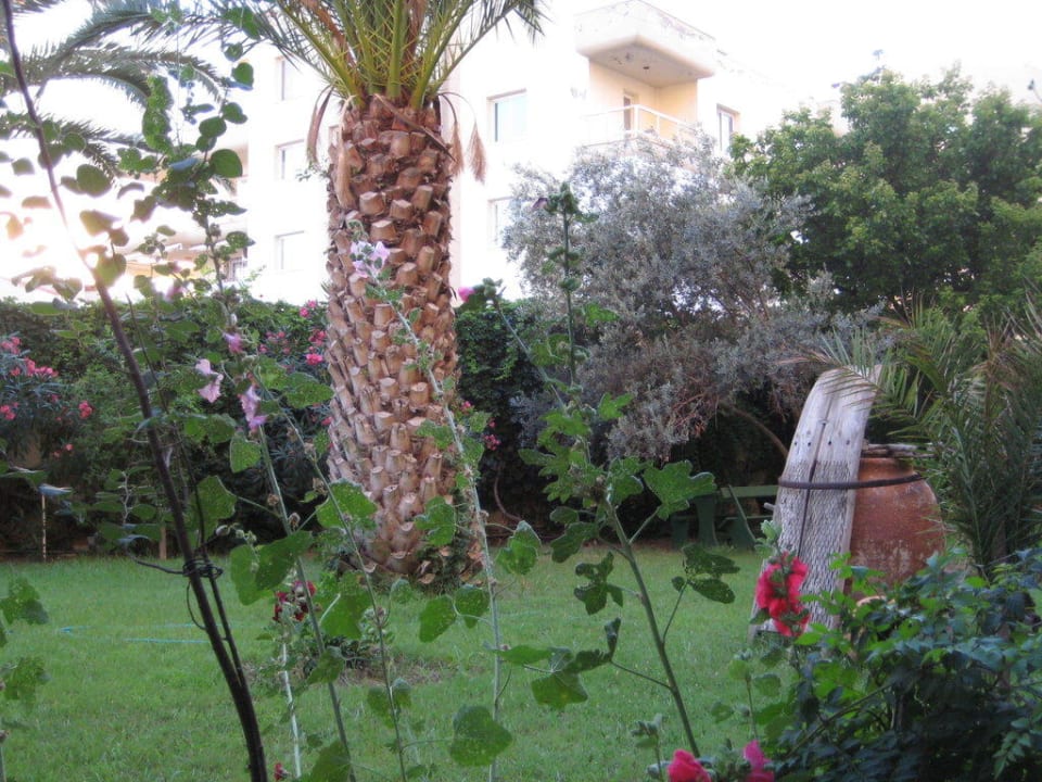 Сад отеля Hotel Golden Day