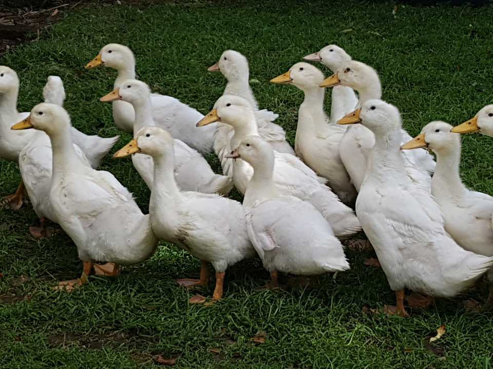 Sonstiges Ferienhof Albert