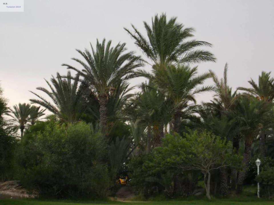 Garten Calimera One Resort Jockey