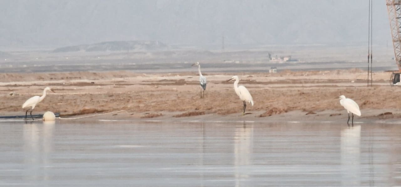 Strand Steigenberger Resort Ras Soma