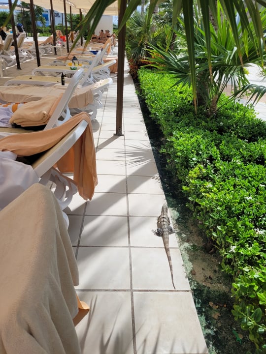 Gartenanlage Hotel Riu Dunamar